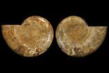 Cut & Polished Ammonite Fossil - Jurassic #172448-1